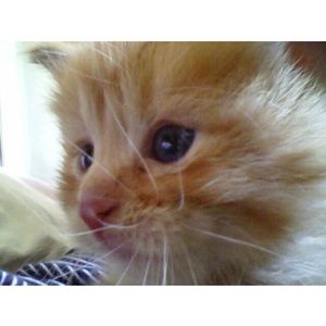 Meet your Posher, Khloe